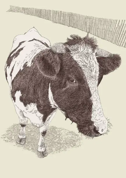 Vector illustration of Cow Standing Close Up