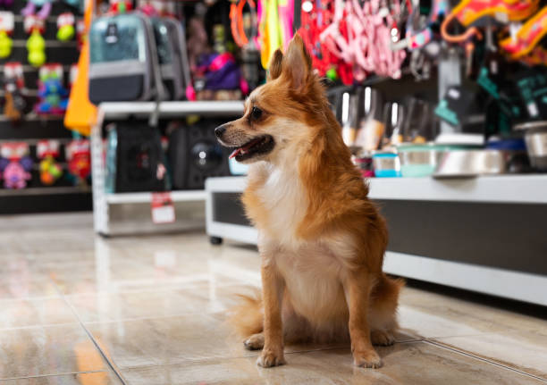 dog near different variation of goods for animals Portrait of dog near different variation of goods for animals in pet store pet shop photos stock pictures, royalty-free photos & images