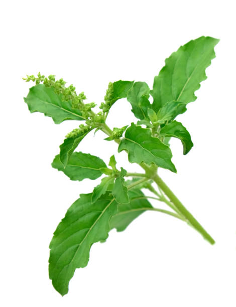 istock green basil leaves and flower herb isolated on white background 1181391048