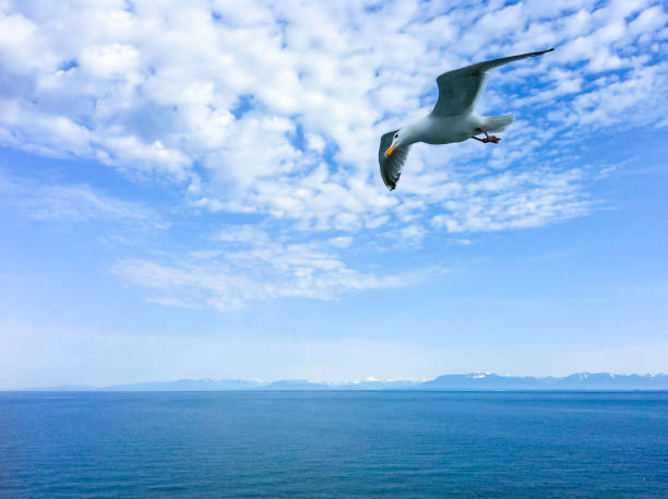 istock seagull fly spread wings over sea 1181391057