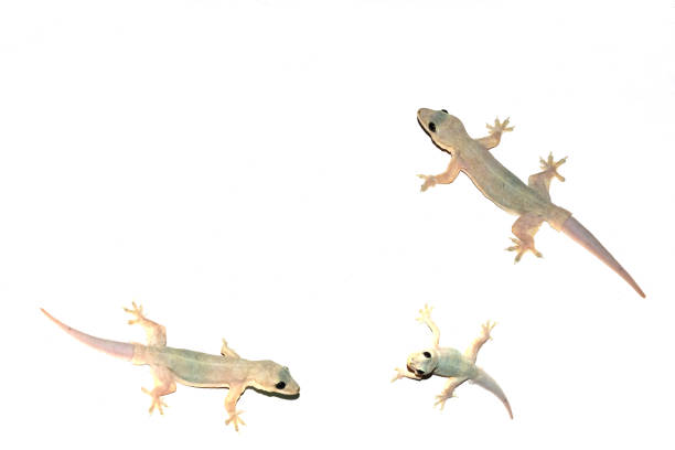 istock group of lizard on the wall isolated white background with copy space 1181391065
