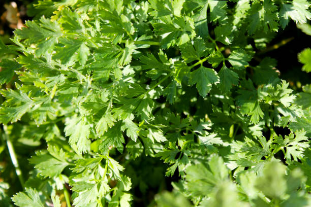 istock Parsley growing in the garden 1181392918