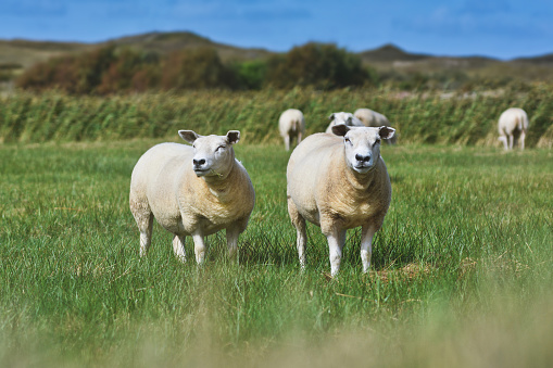 Dos ovejas texel blancas, una raza de ovejas domésticas de la isla de Texel en los Países Bajos, de pie sobre la hierba en un santuario de vida silvestre photo