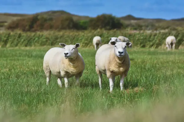 Texel sheep