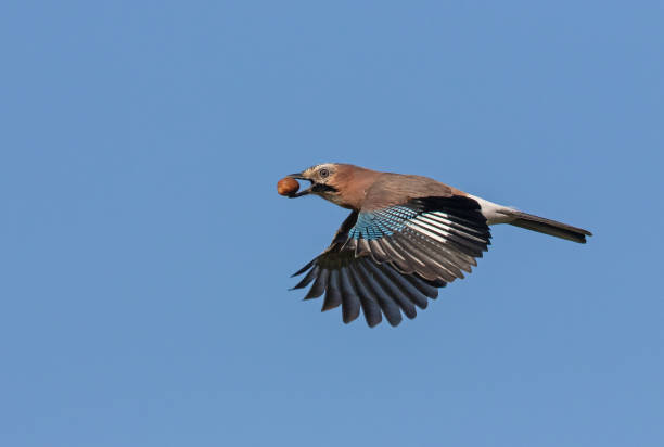 istock Flying eurasian jay 1181394077