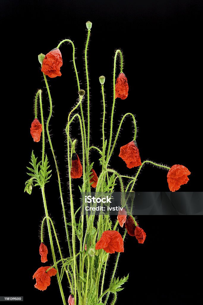 poppies rojo - Foto de stock de Agricultura libre de derechos