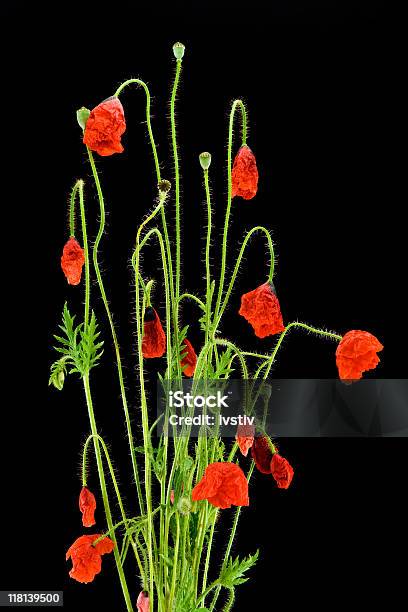 Poppies Rojo Foto de stock y más banco de imágenes de Agricultura - Agricultura, Alcalino, Amapola - Planta