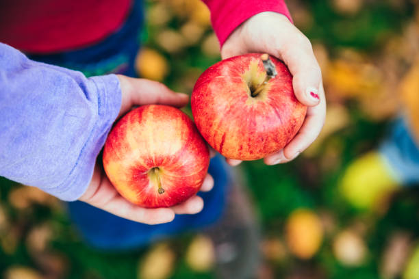 istock Kids in an orchard holding red apples 1181395272