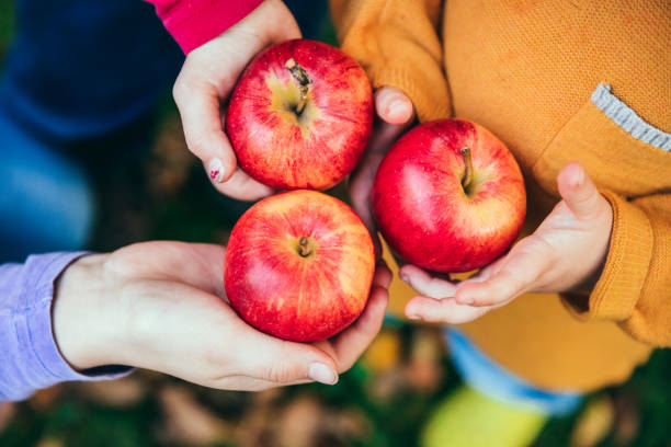 赤いリンゴを持つ果樹園の子供たち - apple orchard child apple fruit ストックフォトと画像