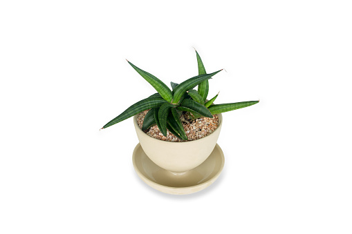 Sansevieria patens or Snake plant in Ceramic cup at home