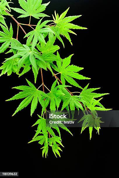 Japanische Ahorn Blätter Stockfoto und mehr Bilder von Ahorn - Ahorn, Ahornblatt, Ast - Pflanzenbestandteil