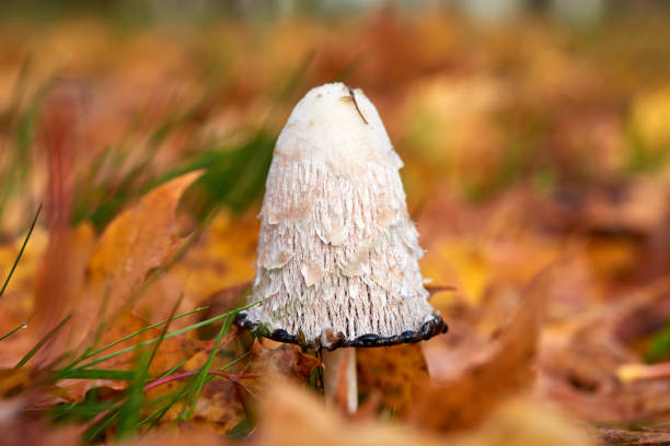Coprinus comatus, the shaggy ink cap, lawyer's wig, or shaggy mane, is a common fungus often seen growing on lawns, along gravel roads and waste areas.