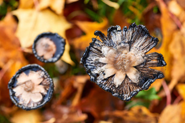 istock Coprinus Comatus is a comestible mushroom growing in autumn. 1181396421