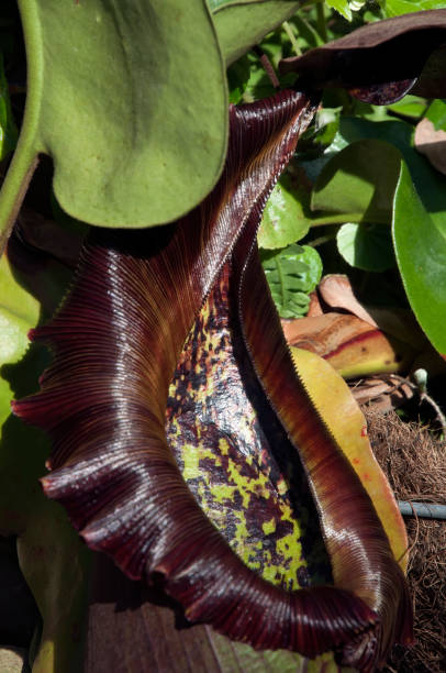 istock Hanging pitcher plant pod with brown ridged collar 1181396973