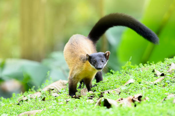 istock Yellow throated Marten in nature 1181397085
