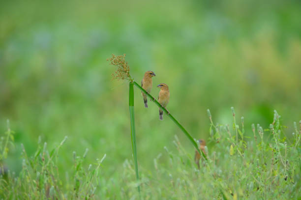A pair of golden sparrows hanging on a branch