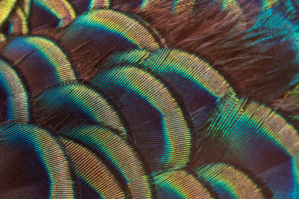 istock Closeup peacock feathers for beautiful background 1181397165