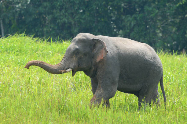 istock Asian elephant and green pastures 1181397179