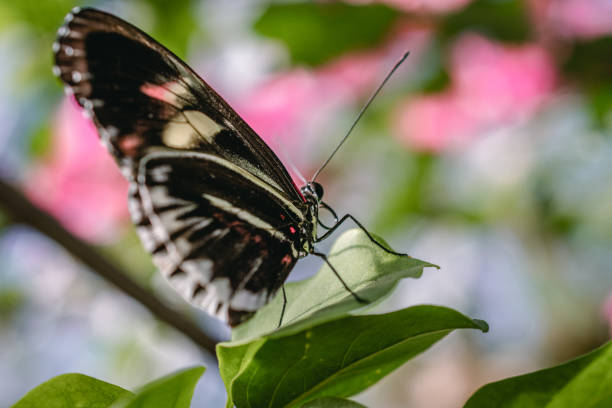 istock Close up of a Black butterfly. 1181397189