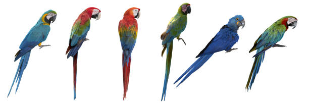 istock Set of macaw isolated on white background 1181397329