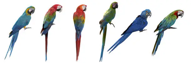 Photo of Set of macaw isolated on white background