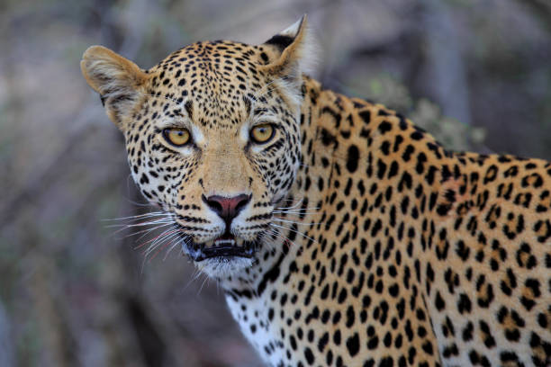 istock Leopard male in Sabi Sands 1181397873