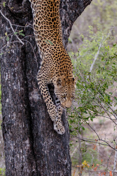 istock Leopard male in Sabi Sands 1181397889