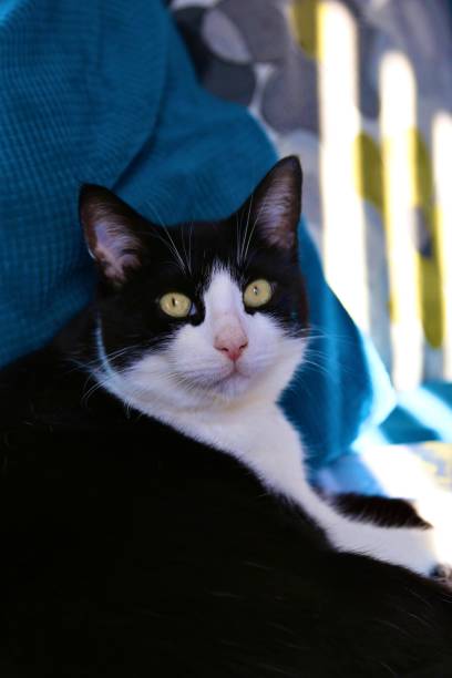 istock Alfie - glow in his eyes 1181398240