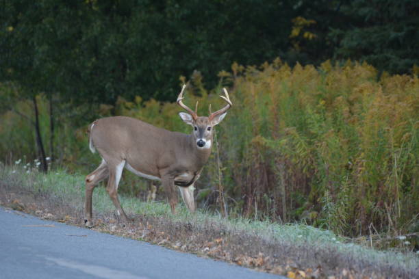 istock White Tailed Deer Buck on road 1181398393