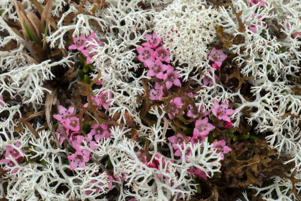 Little dwarf rhododendron or Alpenrose. Reindeer moss, (Cladonia rangiferina), a fruticose (bushy, branched) lichen found in great abundance in Arctic lands. It covers immense areas, and serves as pasture for reindeer, moose, caribou, and musk oxen.\nPhoto was taken in Norway