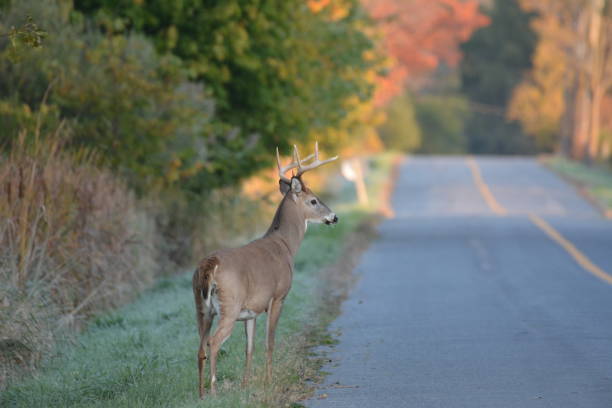istock White Tailed Deer Buck on road 1181398579