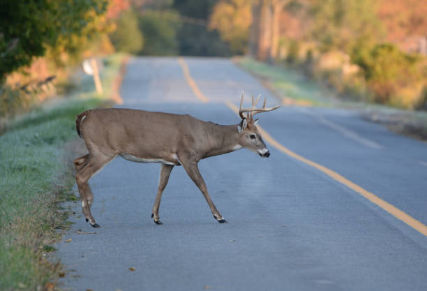 istock White Tailed Deer Buck on road 1181399139