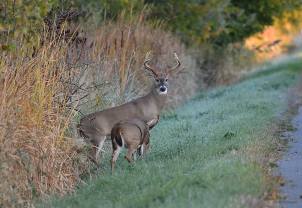 White Tailed Deer Buck on road