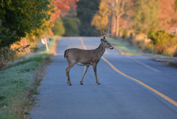 istock White Tailed Deer Buck on road 1181399323