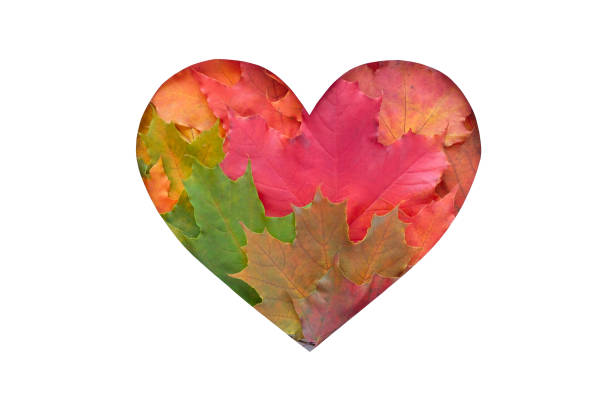 istock leaves are heart shaped on white background 1181399408
