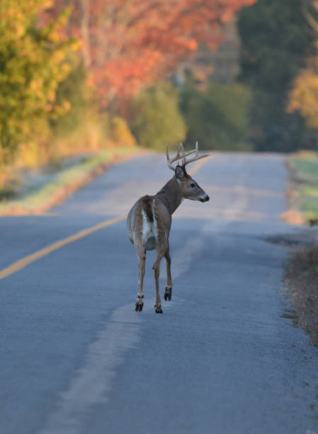 istock White Tailed Deer Buck on road 1181399720
