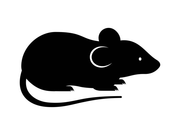 Black rat, mouse, rodent, cute silhouette. Vector shadow Laser cutting path Black rat, mouse, rodent, cute silhouette. Vector shadow Laser cutting path baby mice stock illustrations