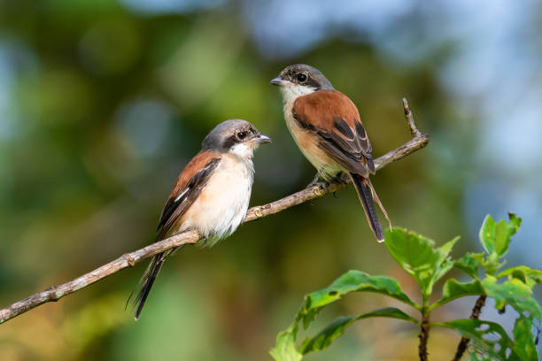 istock Two Burmese Shrike perching on a perch with soft morning sunlight 1181400446