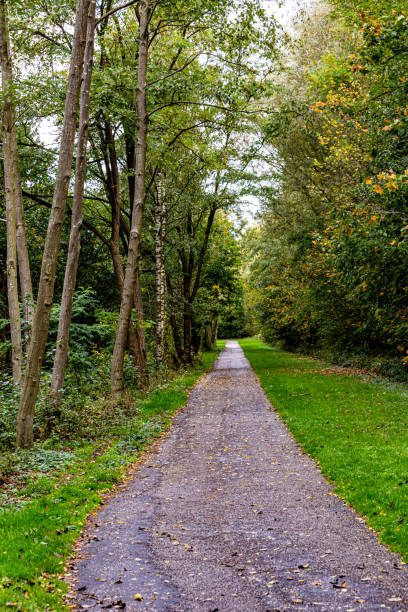 istock Straight pedestrian path between trees and green vegetation with dry leaves 1181400590