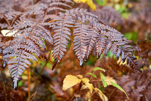 Beautiful brown fern leaf in autumn.Sunlight on the dry leaves of a fern.