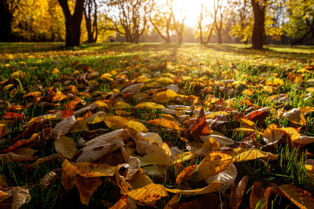 istock Fallen autumn leaves in the park 1181402436