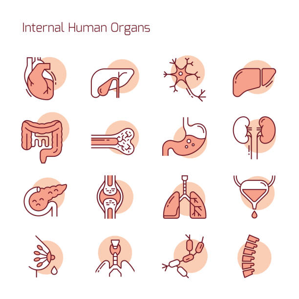 Set of color linear vector icons of human organs Set of color linear vector icons of human internal organs. Suitable for print, web and presentations. kidney organ stock illustrations