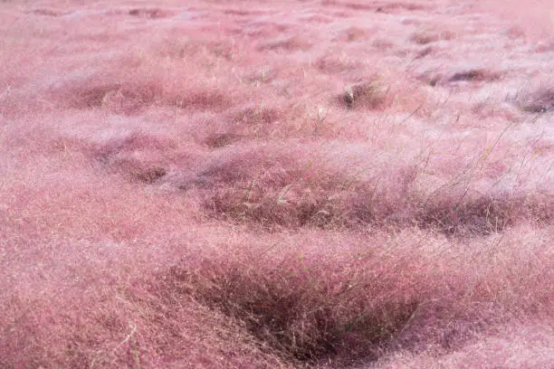 Field of Pink Muhly grass flowers or Muhlenbergia Capillaris in full bloom