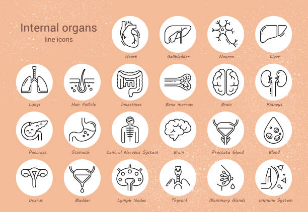 illustrazioni stock, clip art, cartoni animati e icone di tendenza di ampio set di icone vettoriali lineari di organi umani con firme - organo interno