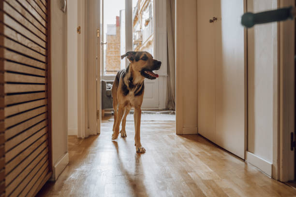 istock Dog playing at apartment 1181406994