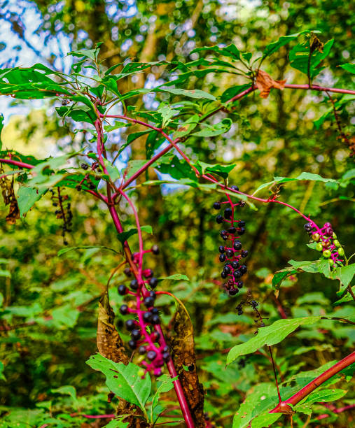 istock Purple Poke Berries 1181408187