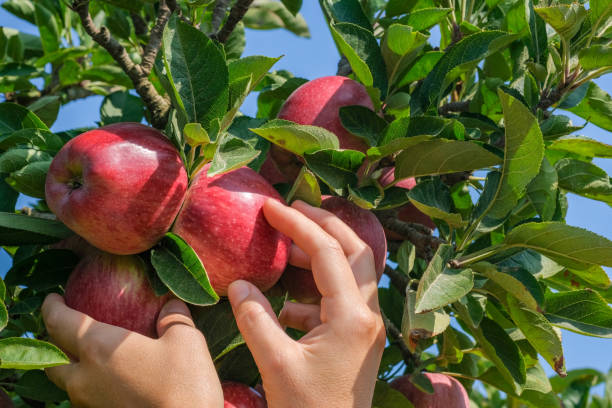 istock White female hands take fresh, ripe, red apples from an apple tree. 1181408210