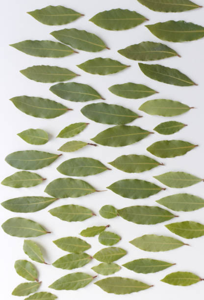 istock Aromatic bay leaves isolated on white background. The Bay leaf is an aromatic leaf commonly used in cooking. It can be used whole, or as dried and ground. 1181408353