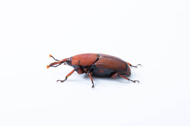 istock Red palm weevil insect destroy coconut tree on white background 1181409476