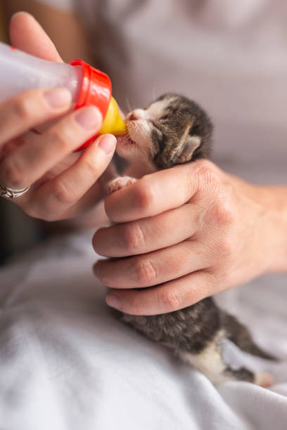 istock Woman bottle-feeding a little kitten 1181410107